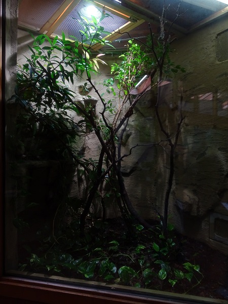 Terrarium for panther chameleon (07/22)