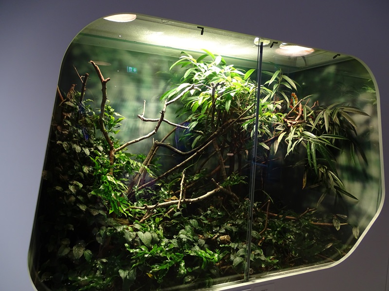 Terrarium for panther chameleon & day gecko