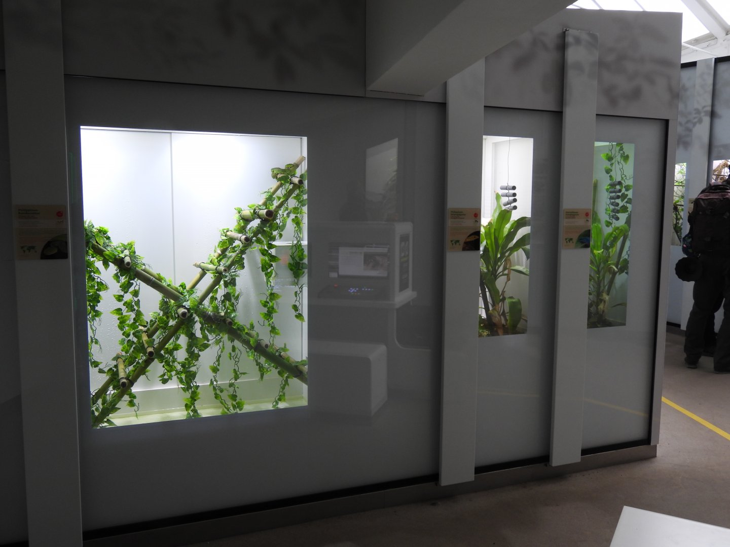 Terrarium for Philippine pit viper (left side) and geckos (right side) at the Artenschutz house