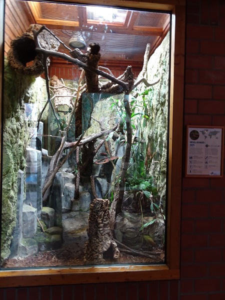 Terrarium for prehensile-tailed skink (07/22)