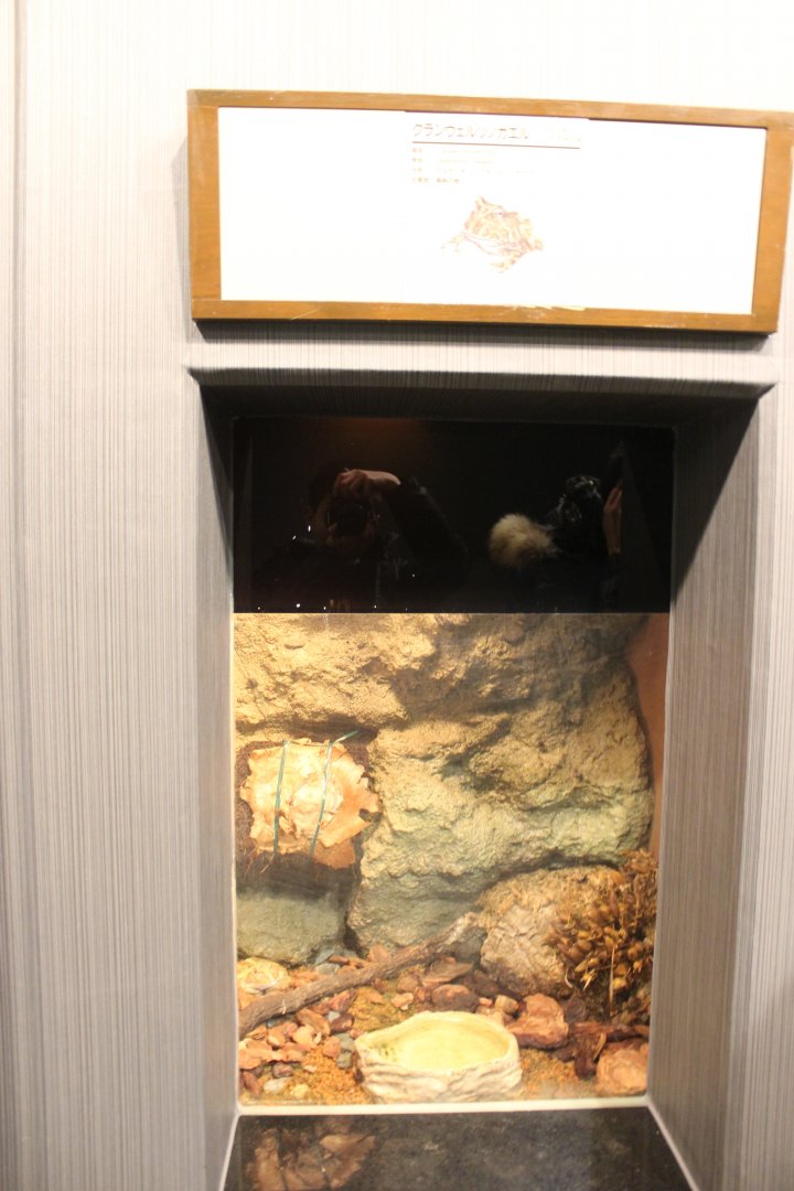 Terrarium for small reptiles/amphibians