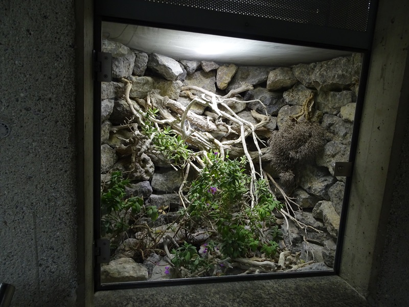 Terrarium for smooth snake