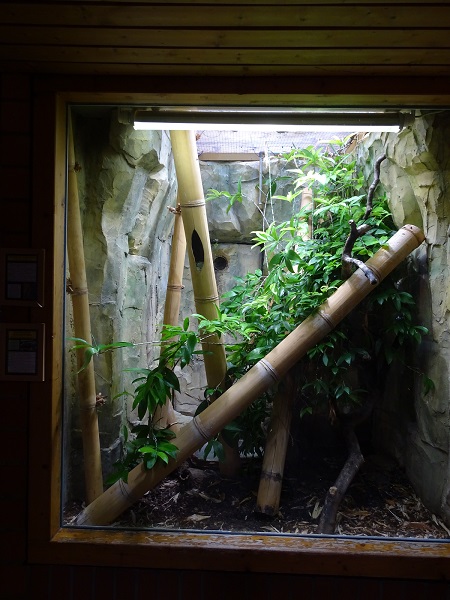 Terrarium for Standing's day gecko & Madagascar tree boa (07/22)