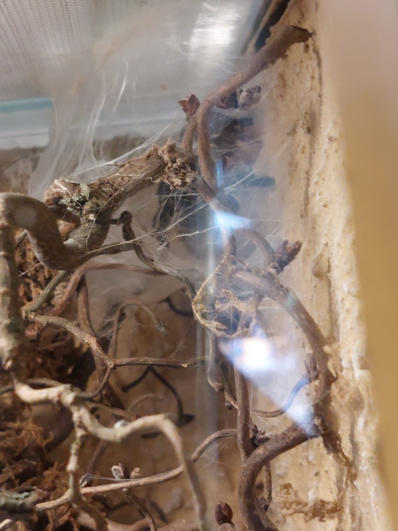 Terrarium for the Greenbottle blue tarantula (Chromatopelma cyaneopubescens)