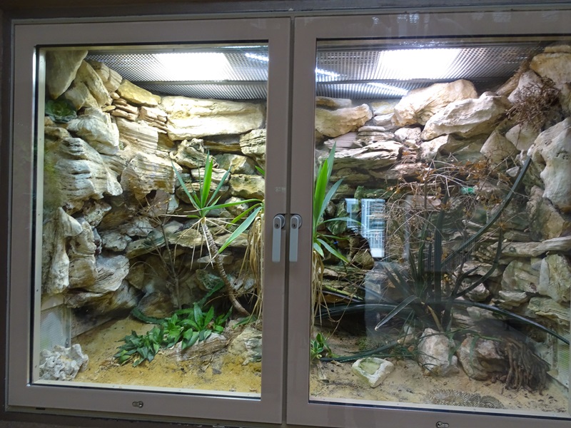 Terrarium for Urucoan rattlesnake