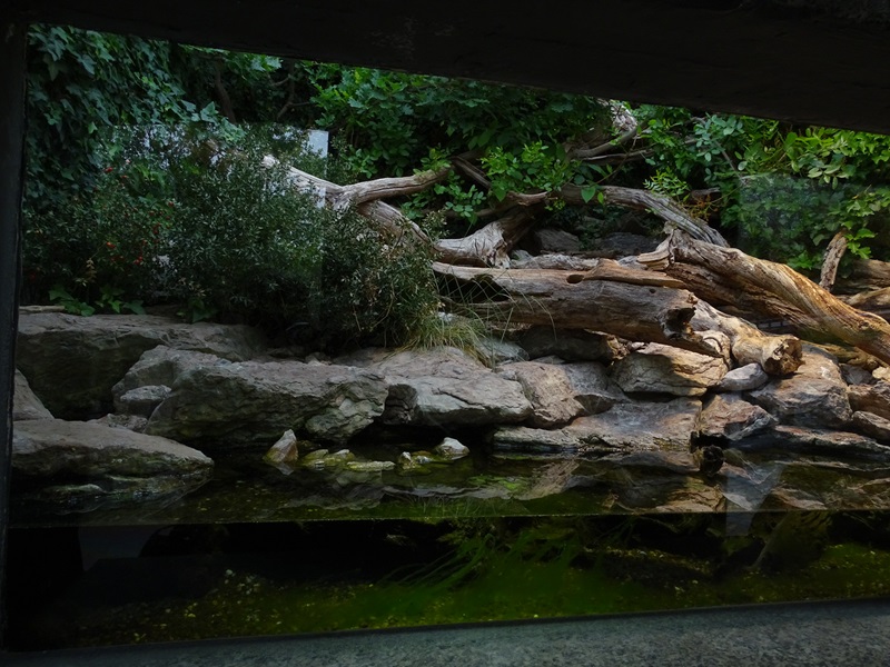 Terrarium for viperine water snake and aesculapian snake