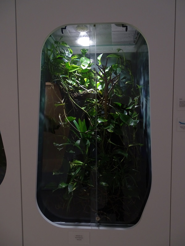 Terrarium for William's electric blue gecko