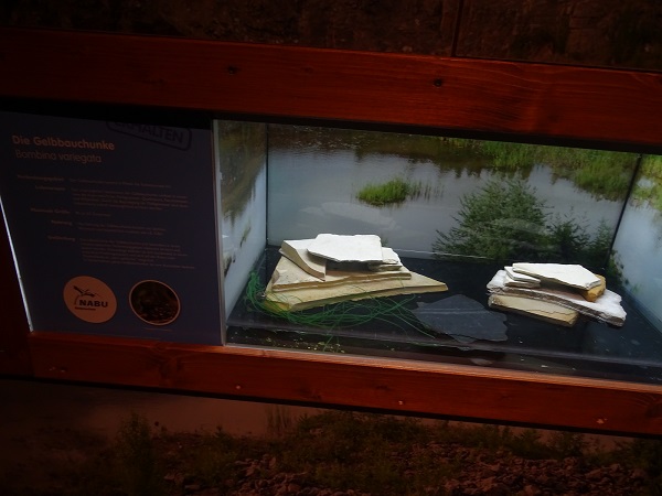 Terrarium for yellow-bellied toad