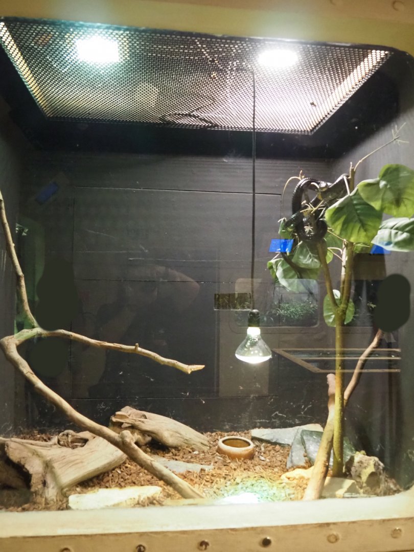 Terrarium Forest cobra, 2020-09-02