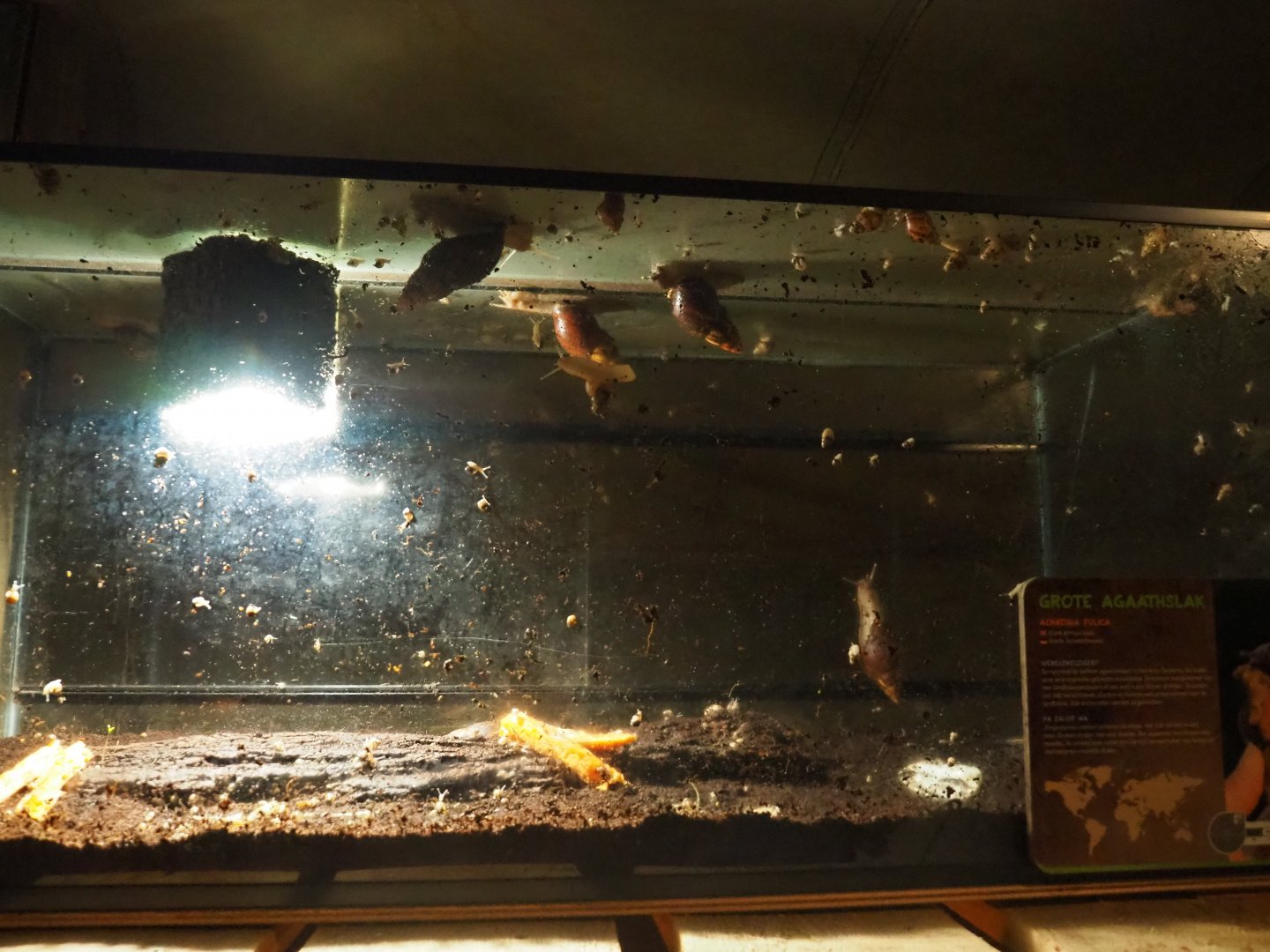 Terrarium giant African land snails (Achatina fulica), 2019-06-01