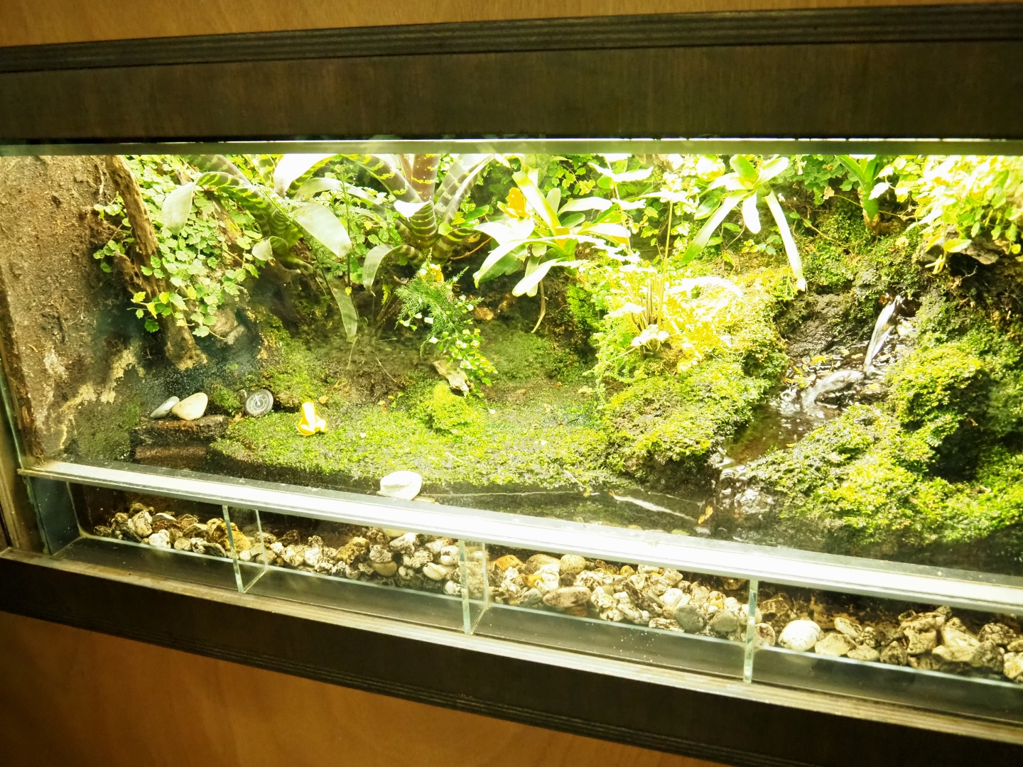 Terrarium golden poison dart frog (Phyllobates terribilis), Oct 13th, 2018