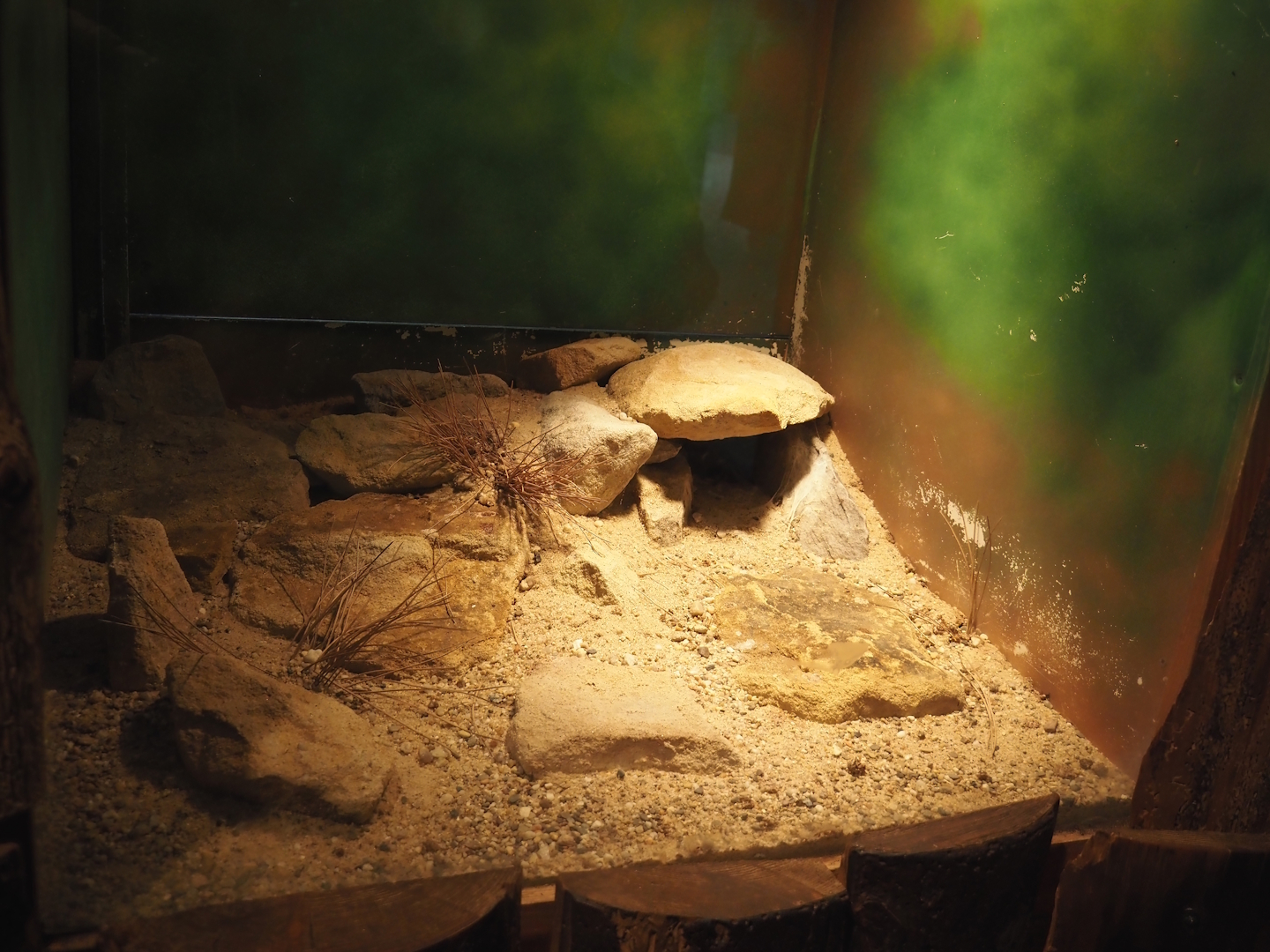 Terrarium Grammostola rosea, 2025-05-22