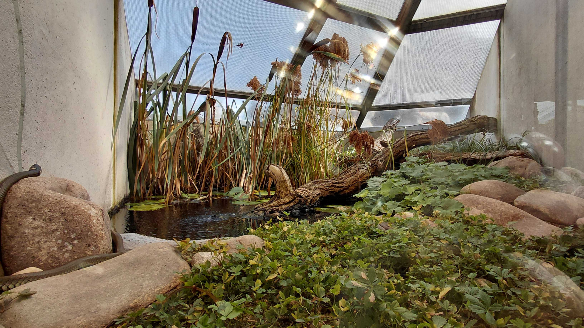 Terrarium - grass snake exhibit