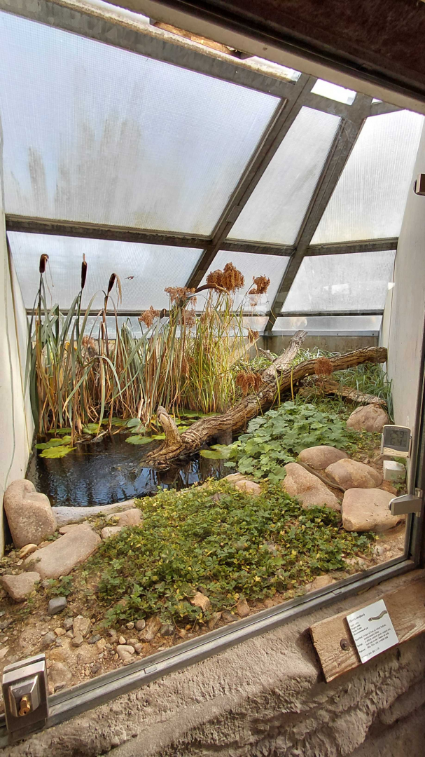 Terrarium - grass snake exhibit