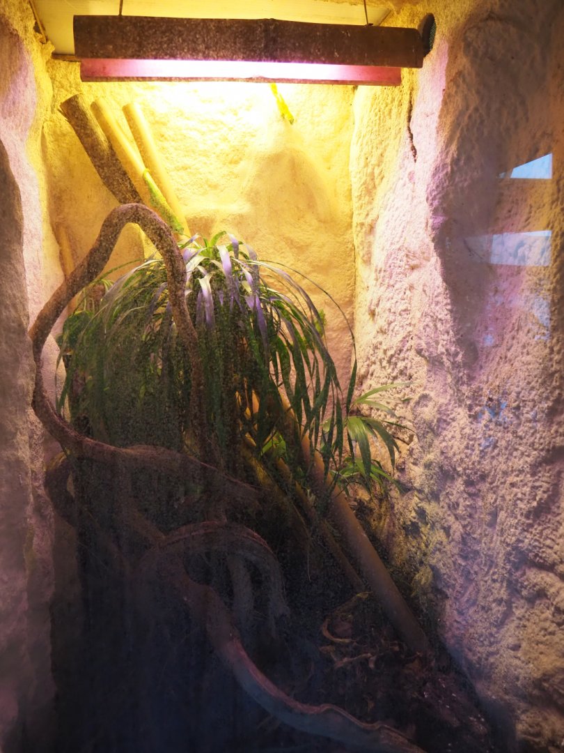 Terrarium Greater Madagascar day gecko, 2019-12-30