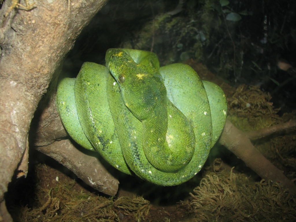 Terrarium, Green Python