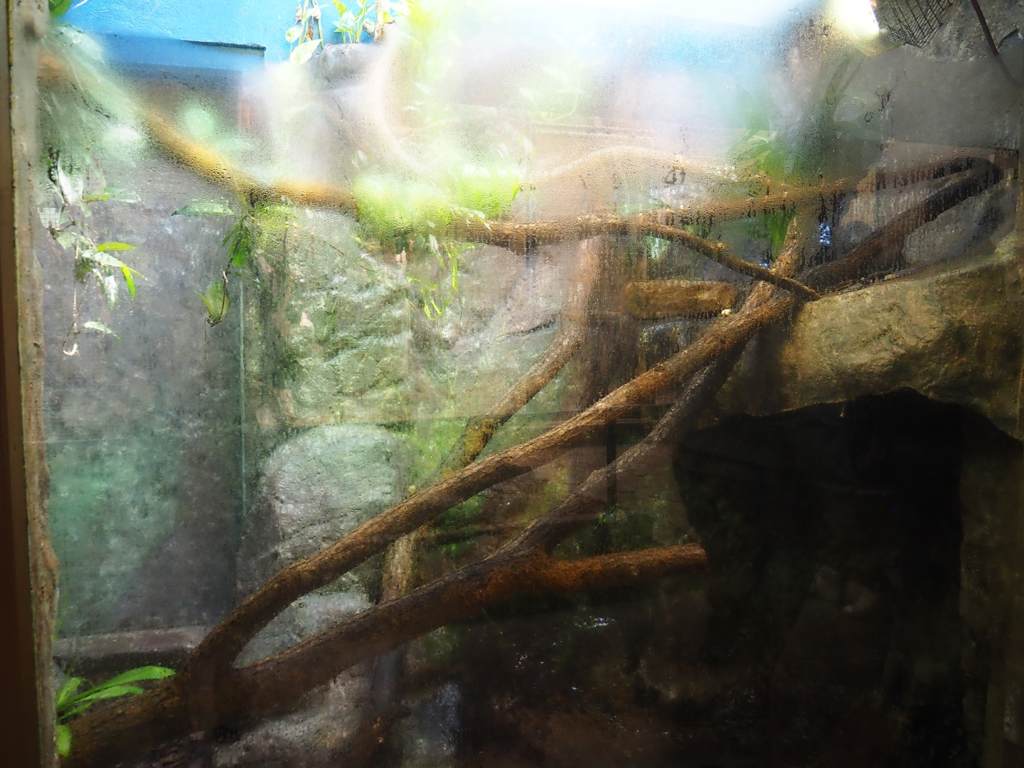 Terrarium Green tree python with very clouded window (Sep 16th, 2018)