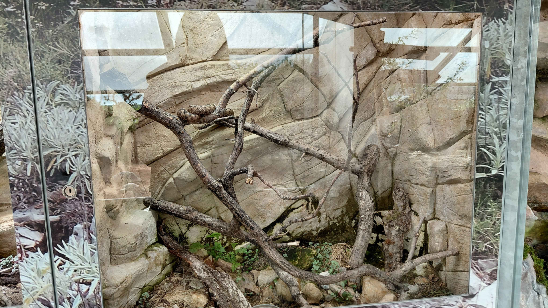 Terrarium - horned viper exhibit