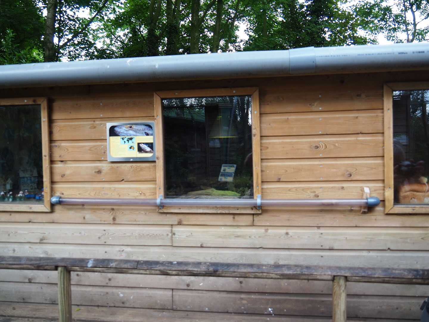 Terrarium house - Domestic mouse exhibit and tunnels and bearded dragon terrarium, 2019-05-25