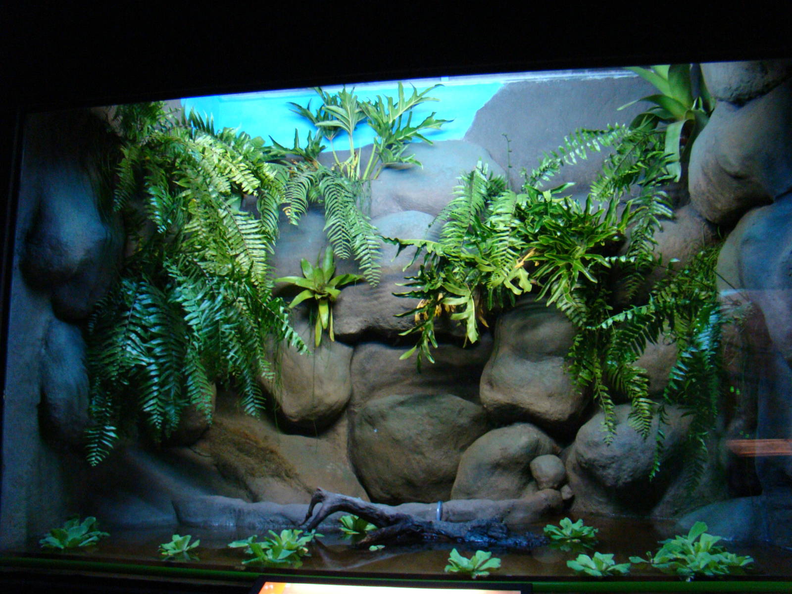 Terrarium Hydrodynastes gigas