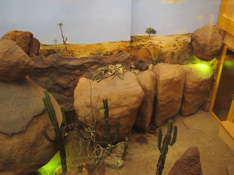 Terrarium im giraffe house for rock hyrax and reptiles