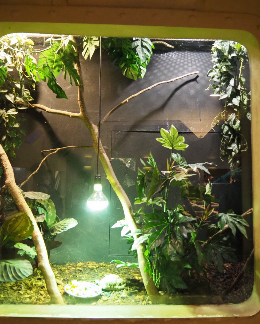 Terrarium Indian star tortoise and Eastern garden lizard, 2020-09-02