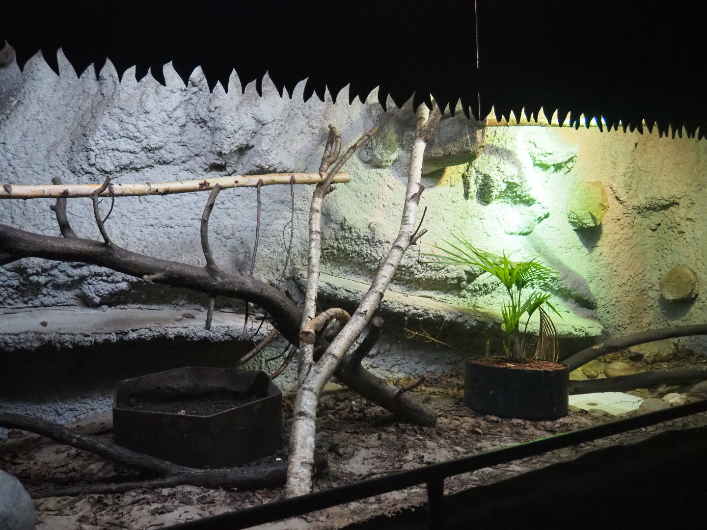 Terrarium - Inhabitants not remembered, 2019-08-04