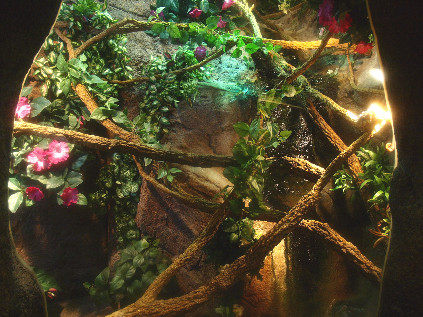 Terrarium (Inhabitants unknown), 2017-02-06