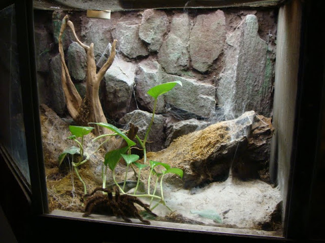 Terrarium  - Lasiodora sp.