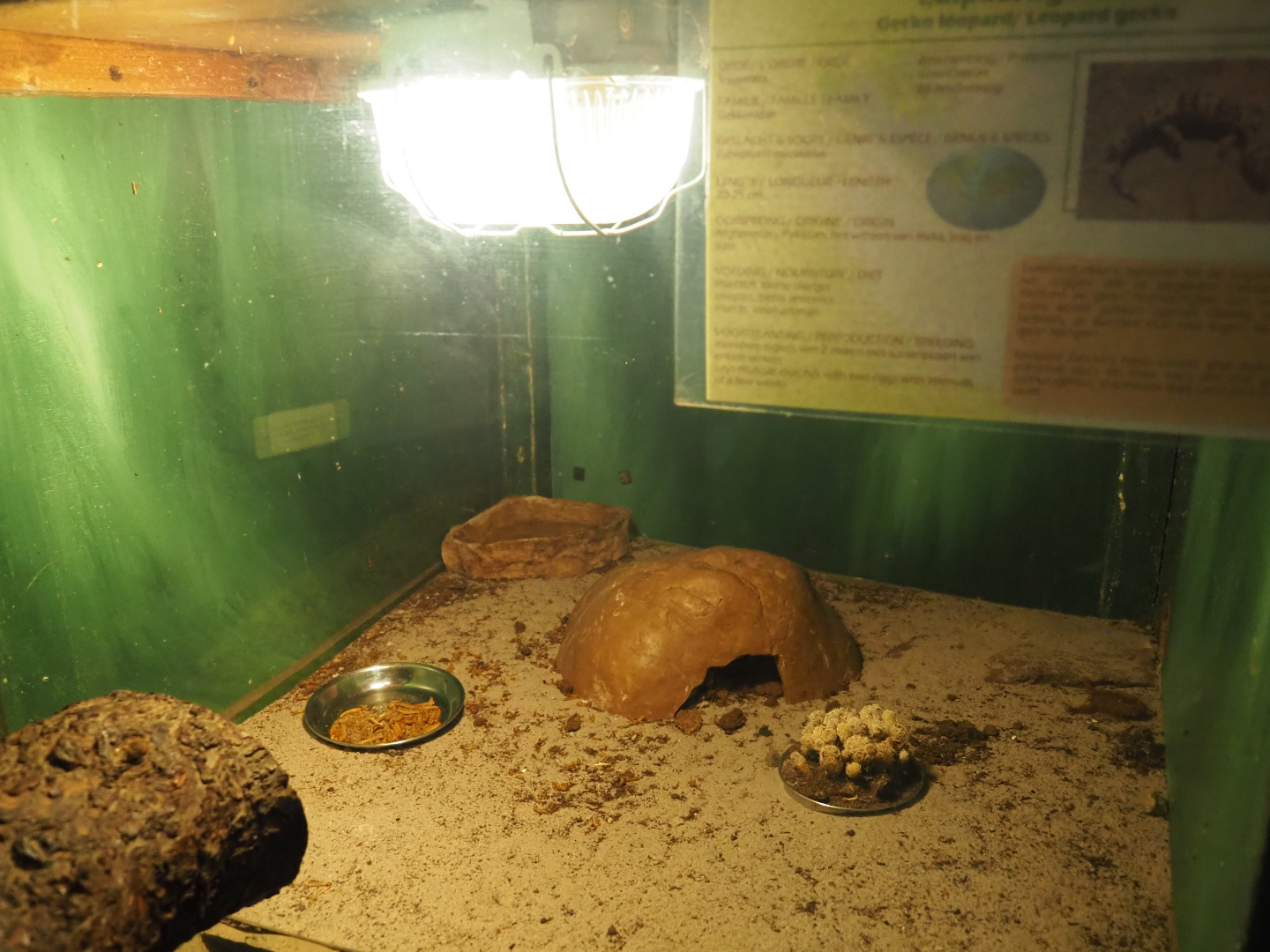 Terrarium leopard gecko, 2019-08-04