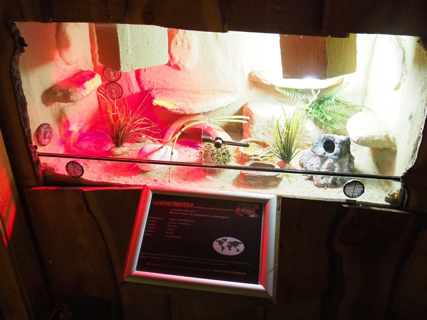 Terrarium leopard gecko