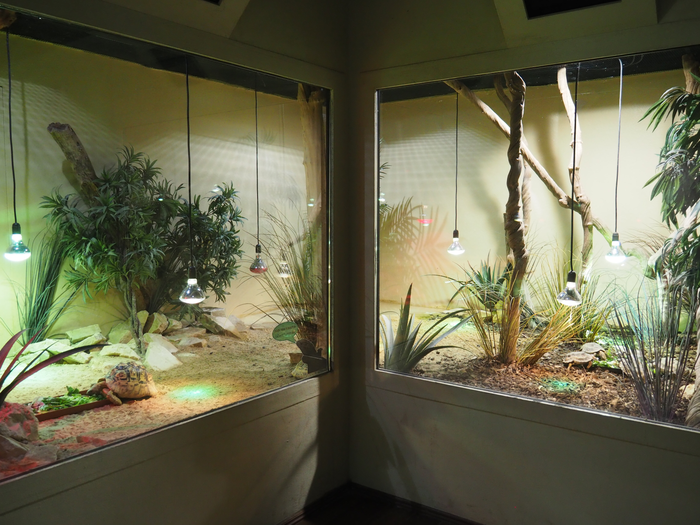 Terrarium Leopard tortoise and Home's hinge-back tortoise, 2020-09-02