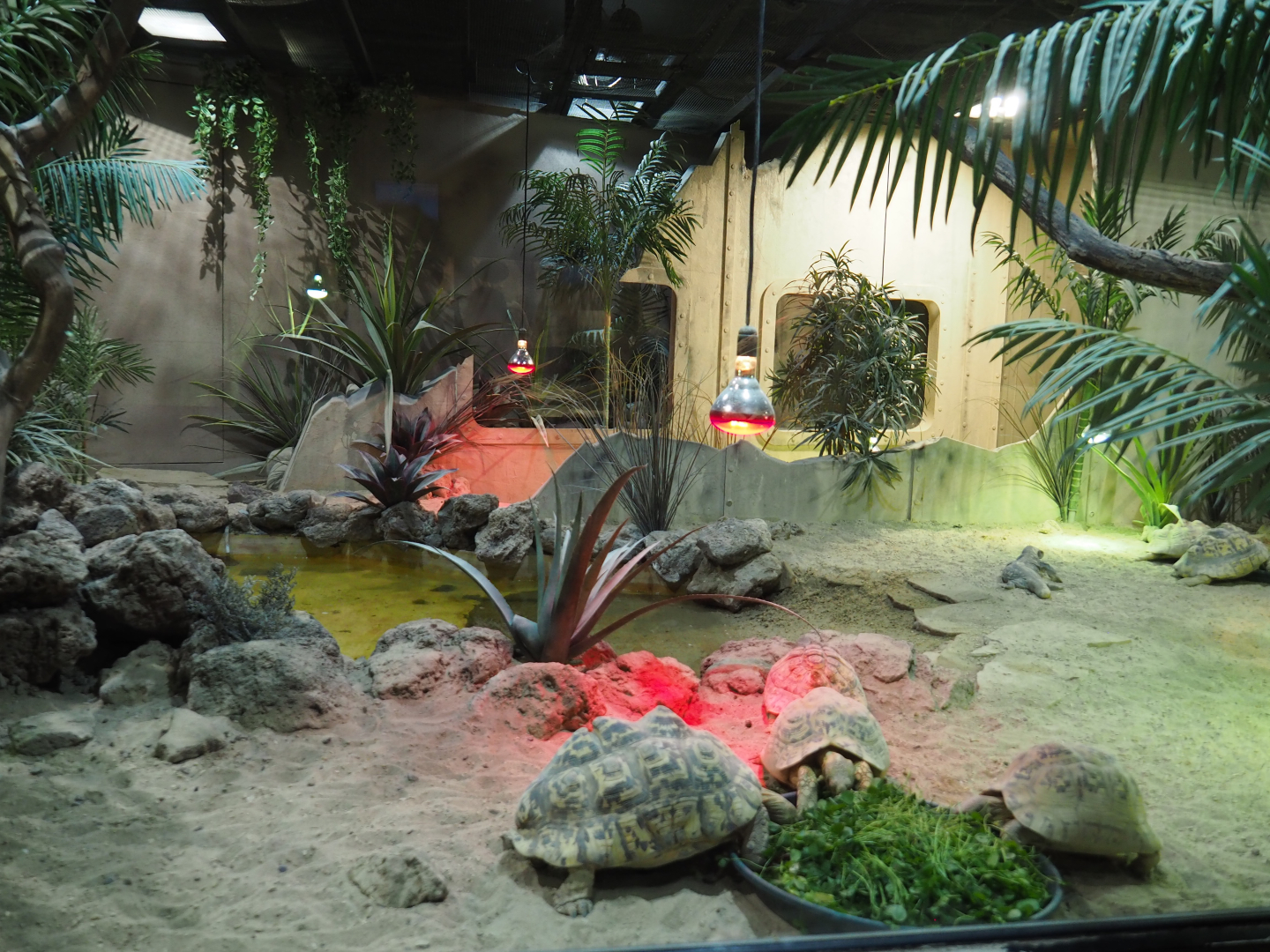 Terrarium Leopard tortoises and Savanna monitor, 2020-09-02