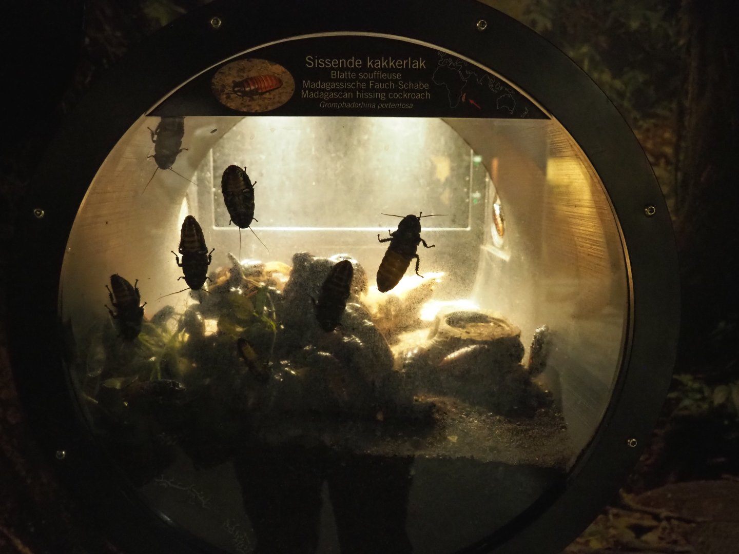 Terrarium Madagascar hissing cockroaches, 2019-12-30