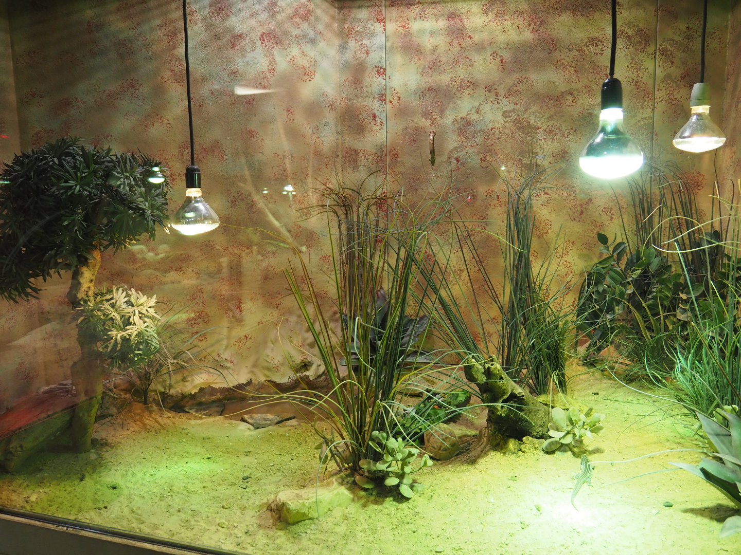 Terrarium Malagasy spider tortoise and Karsten's girdled lizard, 2020-09-02