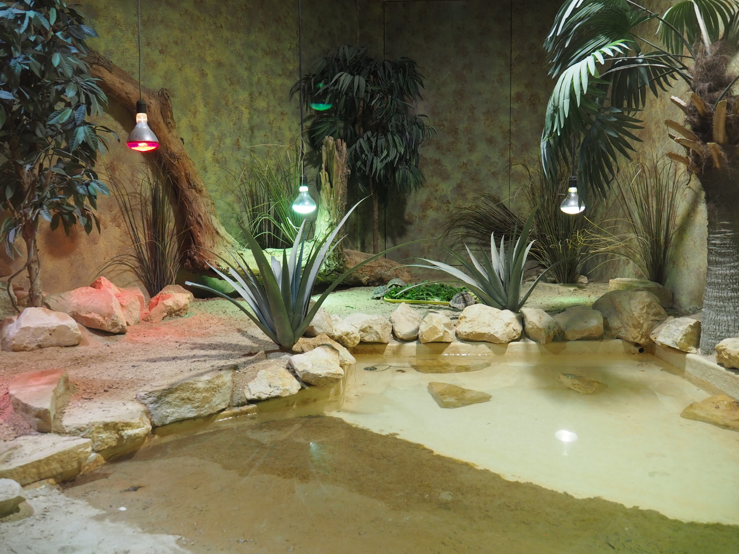 Terrarium Mediterranean spur-thighed tortoise, 2020-09-02