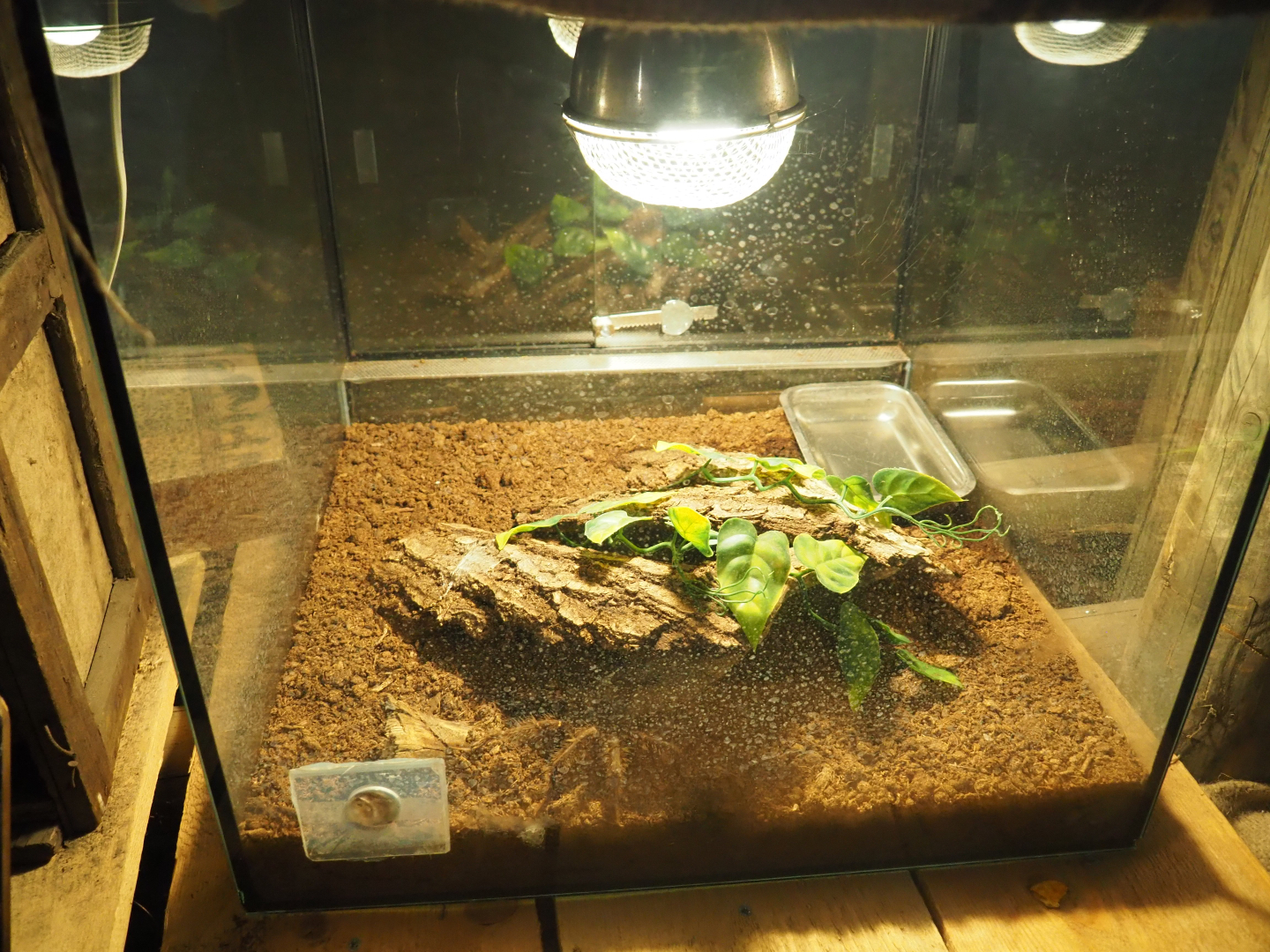 Terrarium Mexican red-knee tarantula (Brachypelma smithi), 2019-06-01