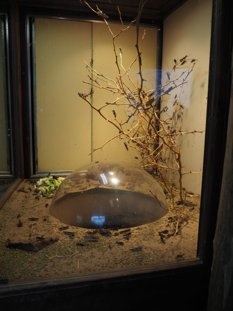 Terrarium migratory locusts (Nov 10th, 2018)
