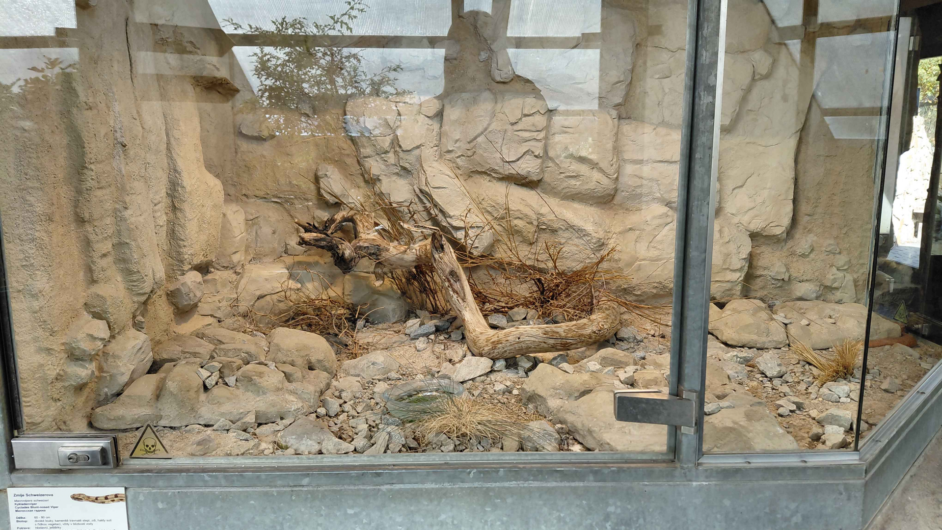 Terrarium - Milos viper exhibit