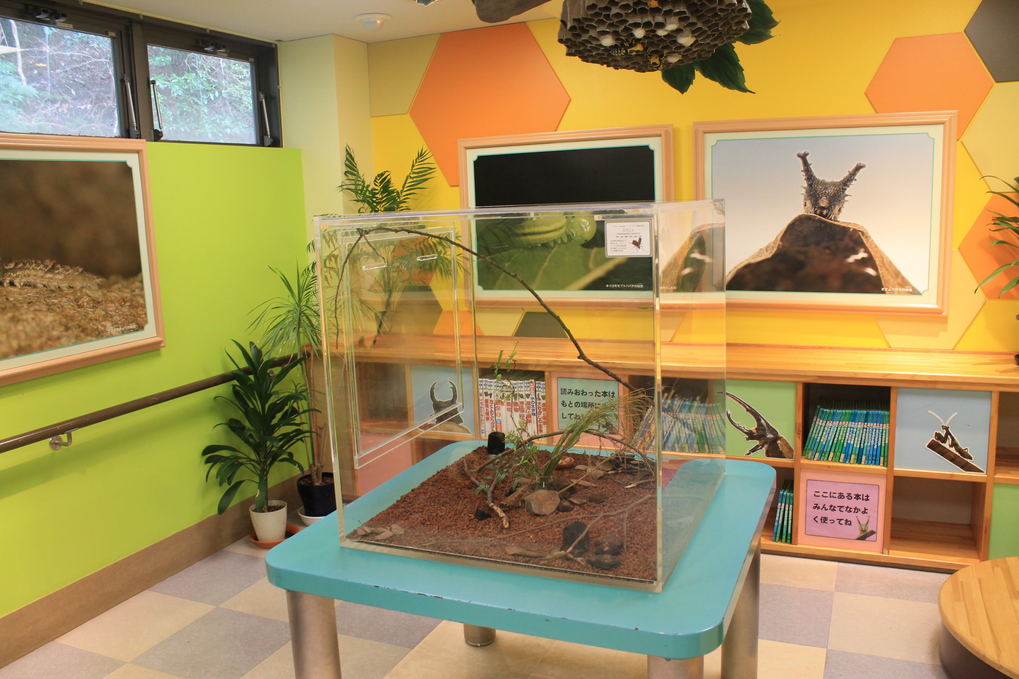 terrarium - Minoh Park Insect Museum (Osaka)