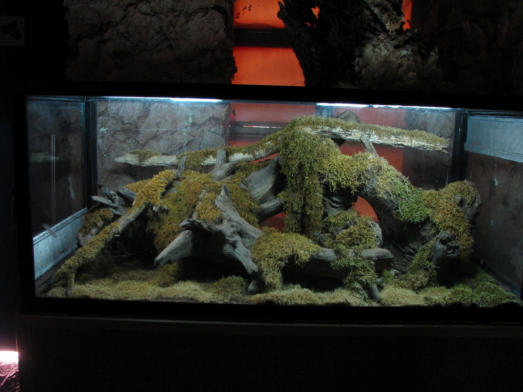 Terrarium, Moss Vivarium