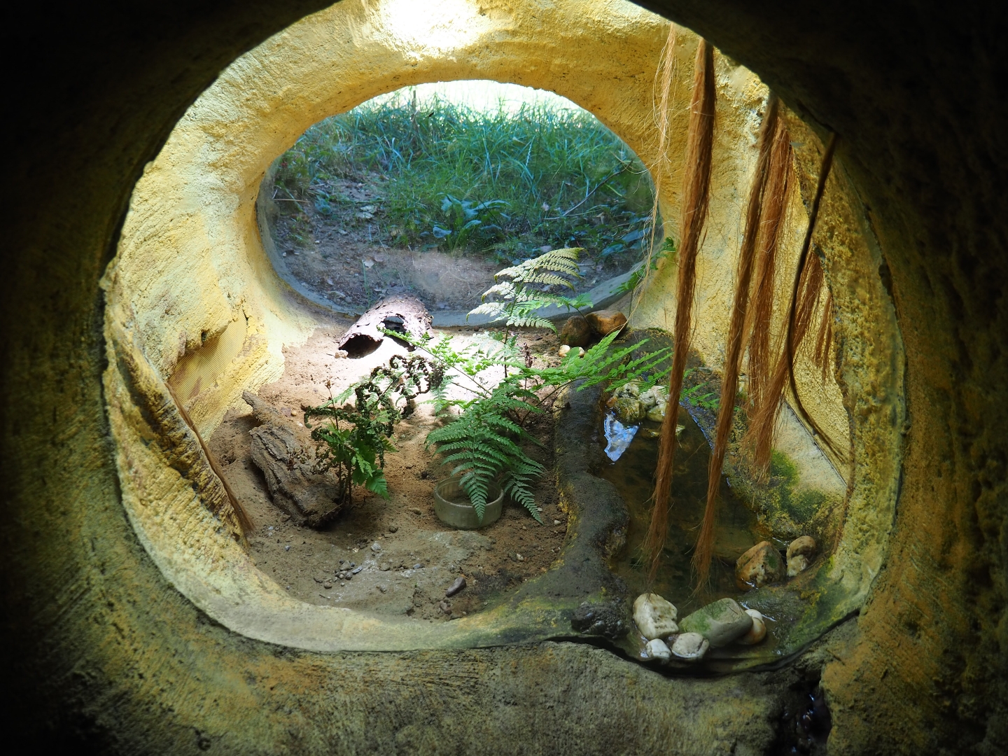 Terrarium natterjack toad (Epidalea calamita)