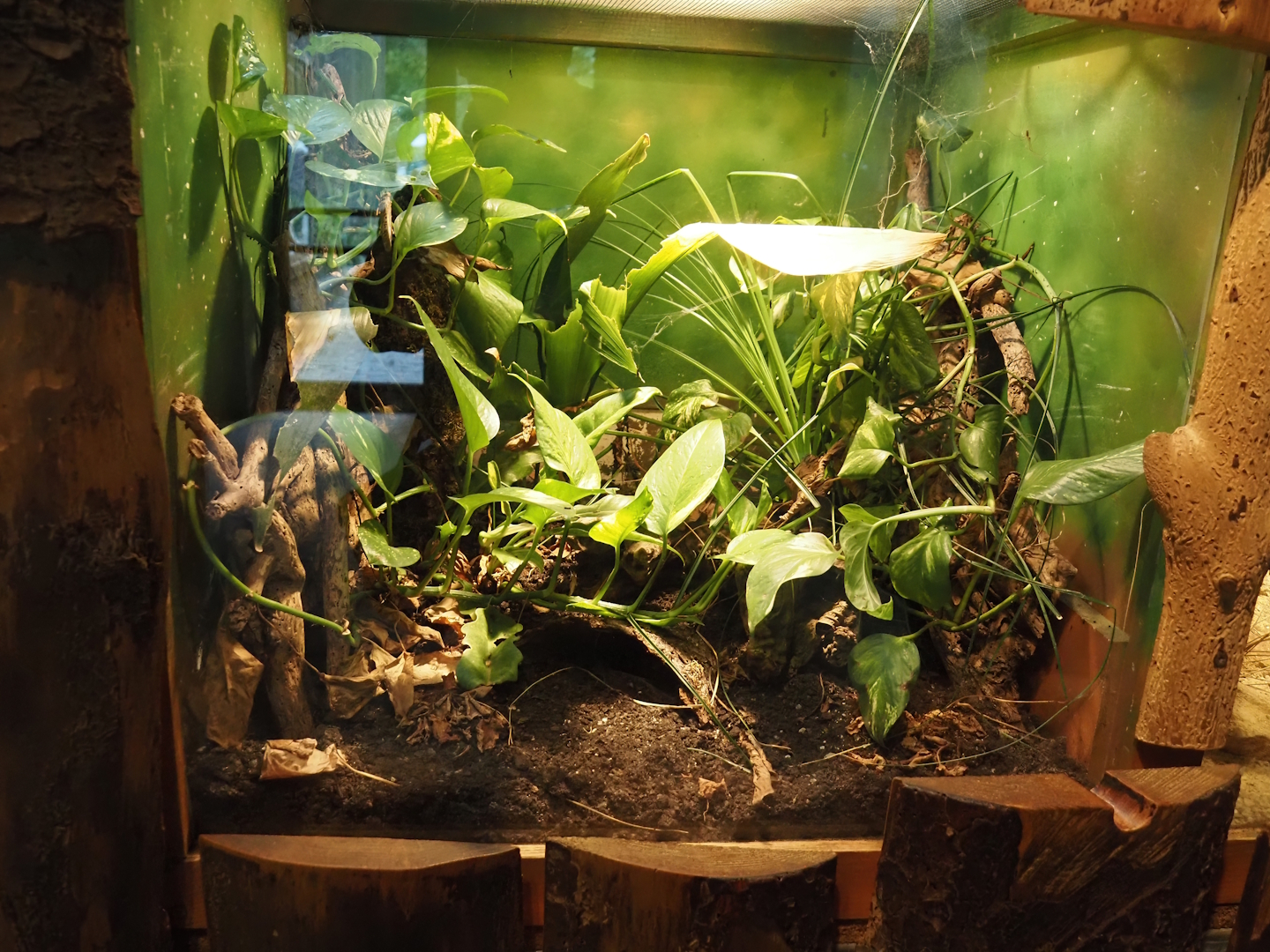 Terrarium Nhandu vulpinus, 2025-05-22