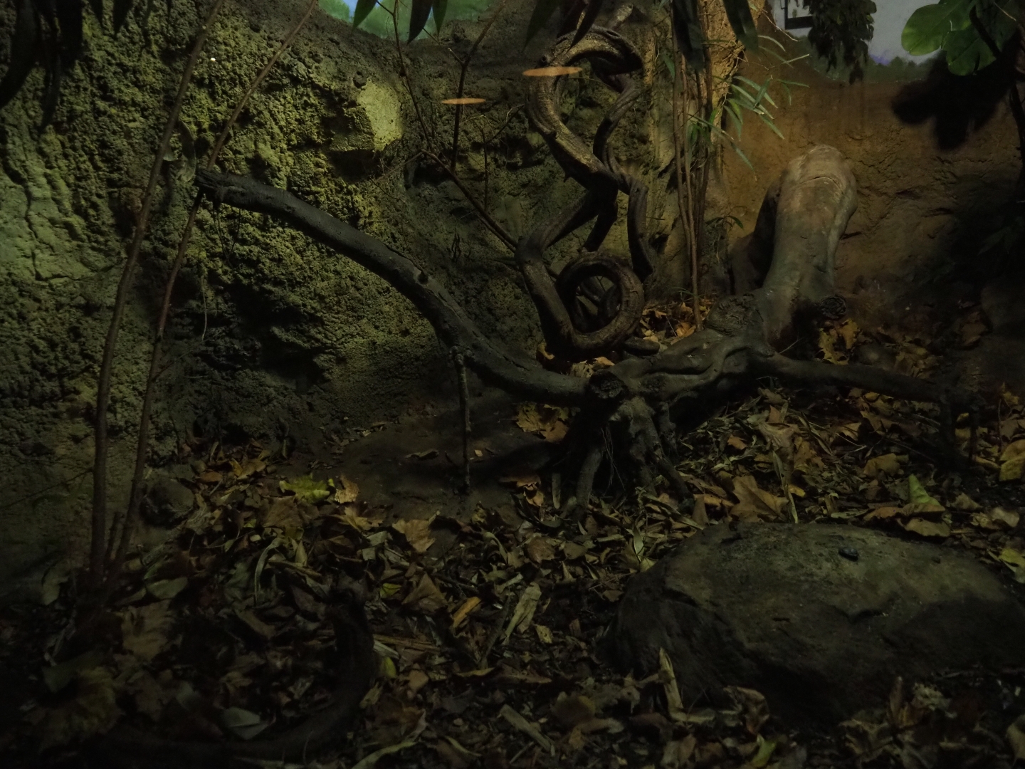 Terrarium Northern threeshrew (Nov 10th, 2018)