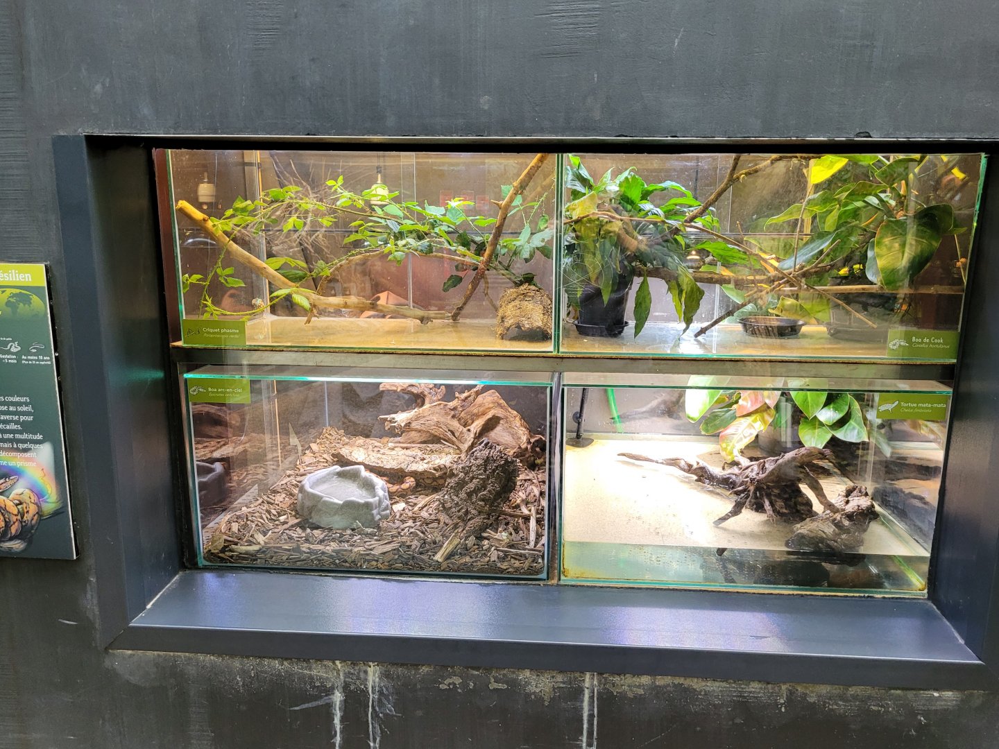 Terrarium nursery -Parc Zoologique de Paris (2022)