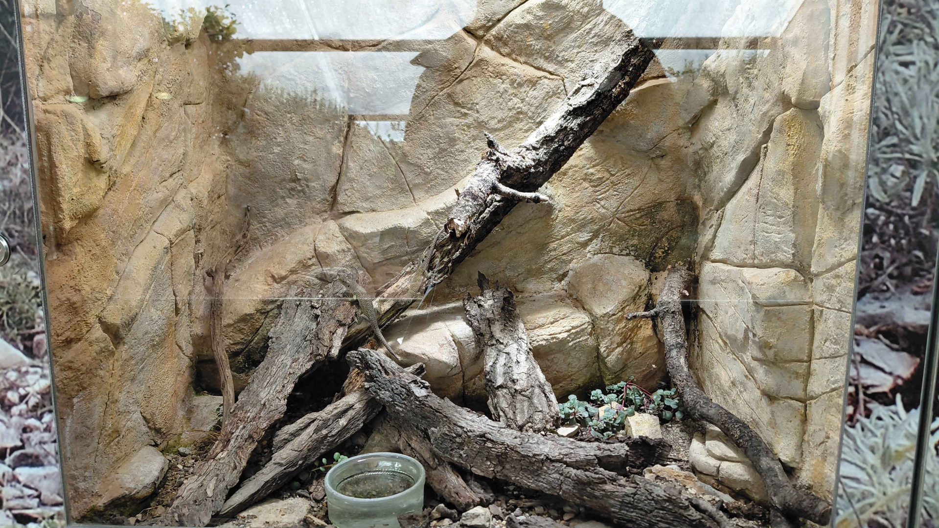 Terrarium - ocellated lizard exhibit