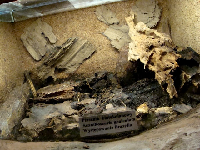 Terrarium of Acanthoscuria geniculata