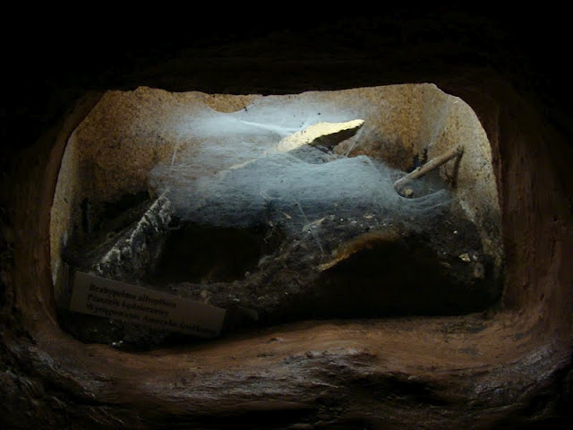Terrarium of Brachypelma albopilosa