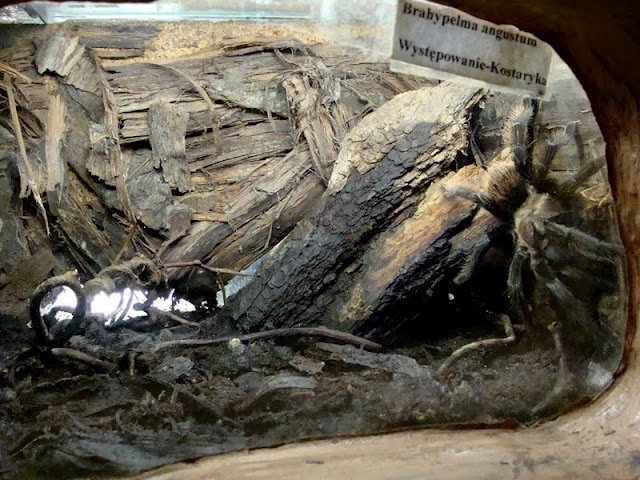 Terrarium of Brachypelma angustum