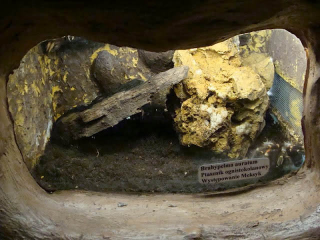 Terrarium of Brachypelma auratum